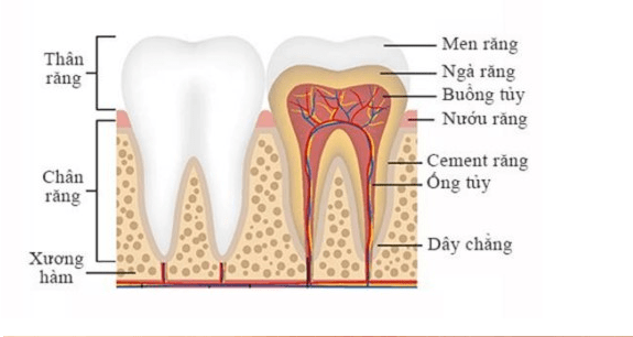 5 bước trong quy trình trồng răng implant chuẩn 2 Vietsmile cau tao rang implant