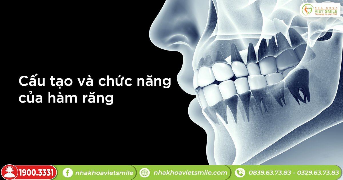 Cấu tạo và chức năng của hàm răng
