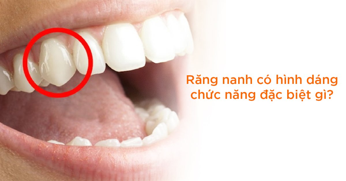 Răng nanh có hình dáng, chức năng đặc biệt gì?
