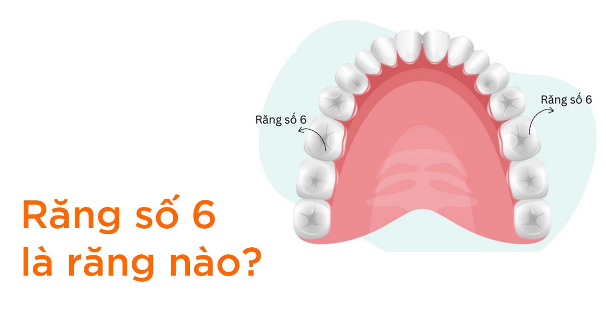 Răng số 6 là răng nào?